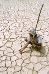 A farmer inspects what's left of his crop. Photo: Reuters/Dipak Kumar