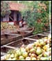 Life along the Kerala backwaters