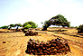 Wind swirls the trees at Jaigarh on the path  near the temple by the sea